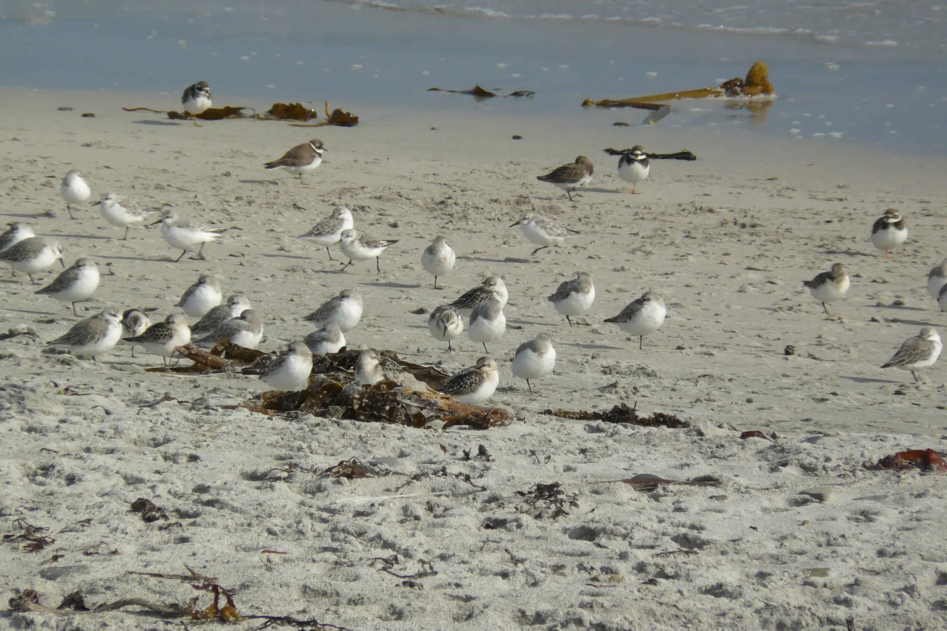 Sanderlings, Ringed Plover and Dunlin on a beach